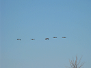 St Lawrence Geese