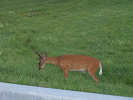 St Lawrence Deer