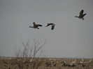 St Lawrence Geese