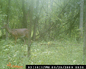 St Lawrence Trail Cam