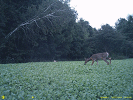 St Lawrence Trail Cam